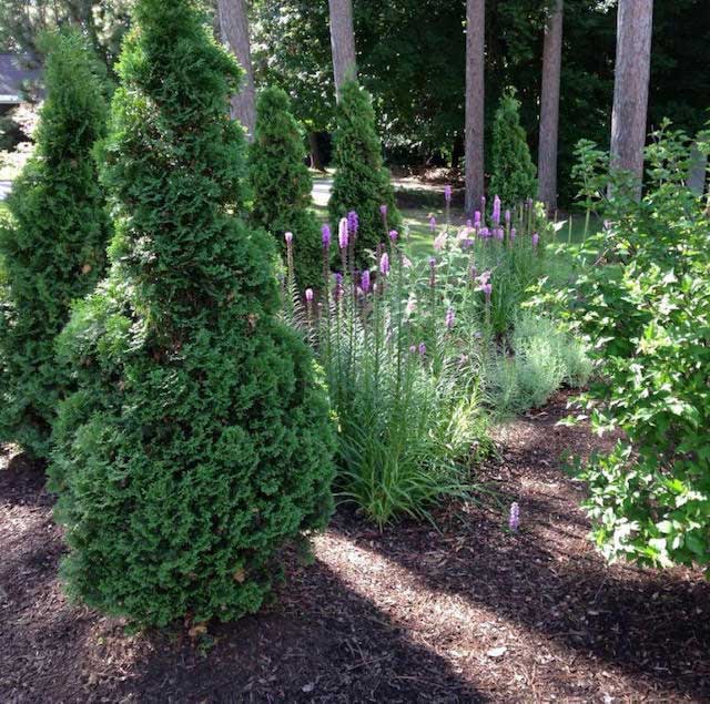 Professional Tree, Plant & Shrub Planting in Manchester, NH